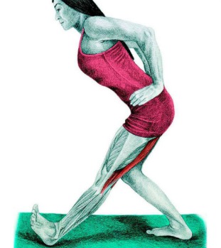 50 упражнений для растяжки мышц всего тела